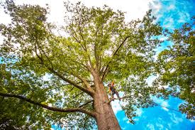 How Our Tree Care Process Works  in  East Pasadena, CA