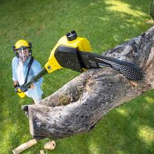 Best Lawn Maintenance Plans  in East Pasadena, CA