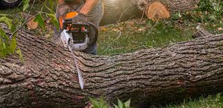 Mulching Services in East Pasadena, CA