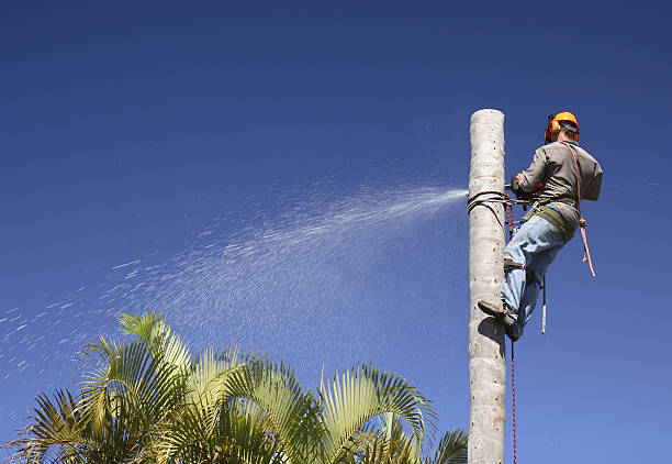 East Pasadena, CA Tree Care Company
