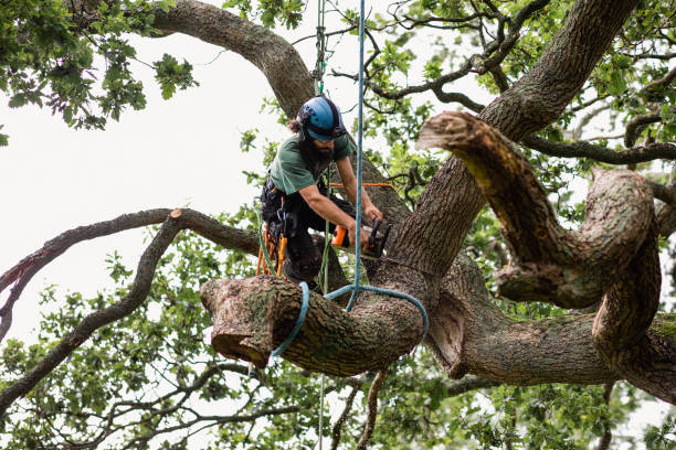 Best Tree Health Inspection  in East Pasadena, CA