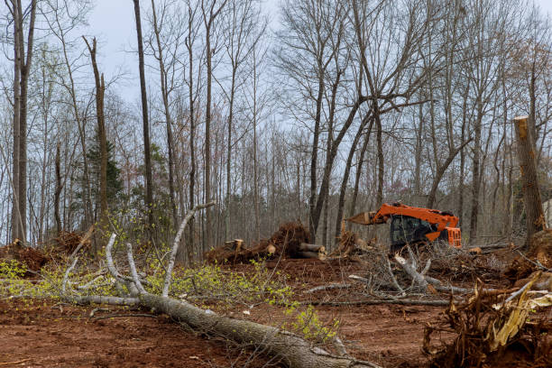 Best Commercial Tree Services  in East Pasadena, CA