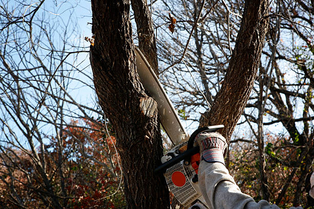 Best Pest Control for Lawns  in East Pasadena, CA