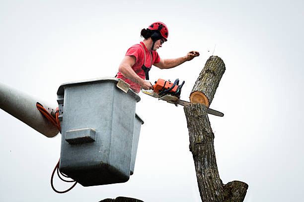 Best Tree Preservation Services  in East Pasadena, CA