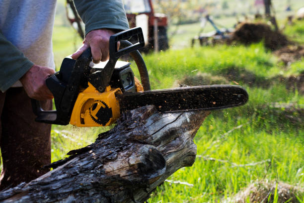 Best Lawn Disease Treatment  in East Pasadena, CA