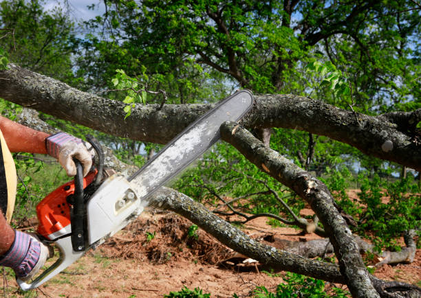 Best Tree Cabling and Bracing  in East Pasadena, CA