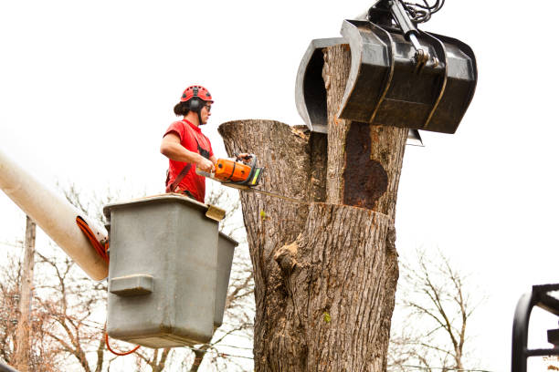  East Pasadena, CA Tree Care Pros