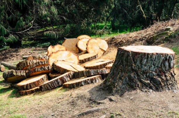 Best Storm Damage Tree Cleanup  in East Pasadena, CA
